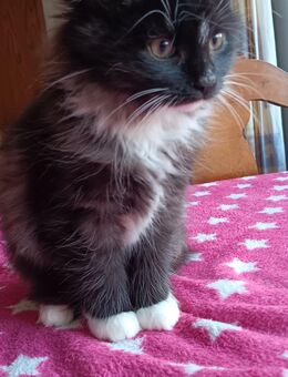 Kitten, Langhaar, Mix aus Ragdoll und Hauskatze - Holzdorf