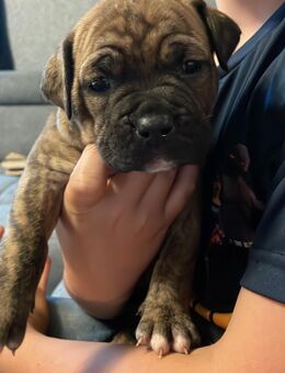 Old englisch Bulldogge - Meine