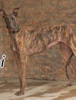 Wird Nani von dir gesehen?🍀 - Essingen (Rheinland-Pfalz)