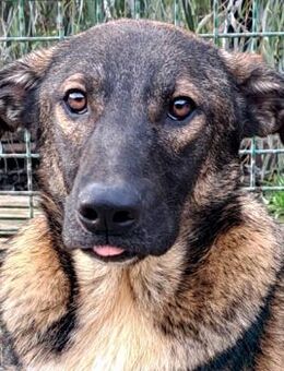 Selma - Freundlichkeit auf vier Pfötchen - Obertshausen