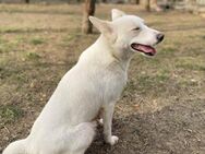 Sanfte Bella sucht ihr Glück - Leonberg (Baden-Württemberg)