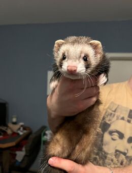 2 young ferrets - Duisburg