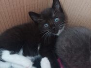 Kitten Mischling zu verkaufen - Ruppichteroth