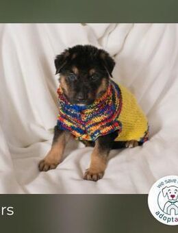 Mars sucht ein Zuhause - Kirchzell