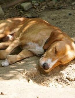 Bark sucht Sofaplatz und Abenteuer - Schwabach