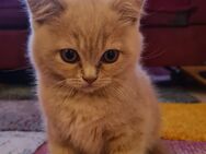 Süsse kitten BKH - Dortmund