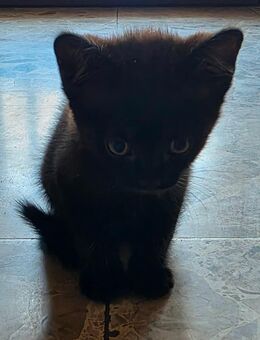 Katze (Kitten, britisch kurzhaar mix) zu verkaufen - Heinsberg