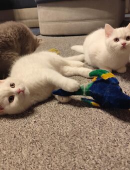 BKH Angora Kitten - Jüterbog