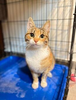 Handicap Katze Katinga - Grevenbroich