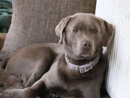 Labrador Rüde - Altengottern