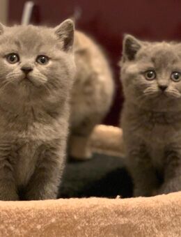 4 wunderschöne Bkh Kitten - Werlte