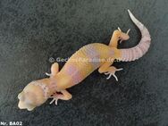 verschiedene Leopardgecko Männchen Weibchen - Berlin