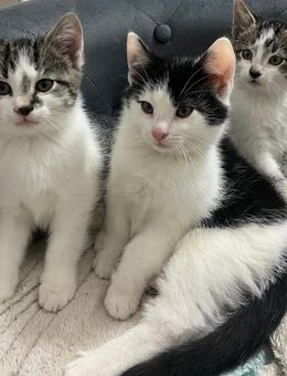 4 süße EKH Kitten - Stadtlohn