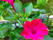 Wunderblume 15 Samen, Mirabilis jalapa, Duftend, Pinkfarben, Insekten lieben sie ! - Altdorf (Nürnberg)