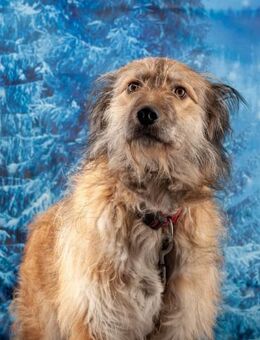 AKY-lebensfroher Junghund - Wettenberg