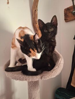 3 Süße Katzenbabys - Friesoythe
