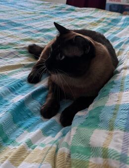 Liebervoller Deckkater sucht Katzendamen! - Ulm