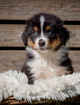 Australian Shepherd Welpen - Barßel