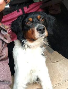 Sargento lebensfroher Bretonen-Spaniel - Ratekau