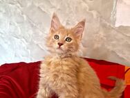 Maine Coon Kitten - Nienburg (Weser)
