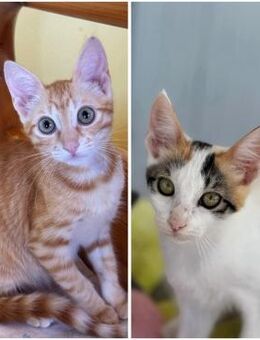 Annabelle & Willow suchen DICH! - Walluf