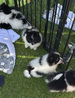 Pomeranian /Zwergspitz - Wiesau