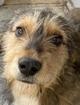 Flóki, geb. ca. 11/2023, GRIECHENLAND - Euskirchen