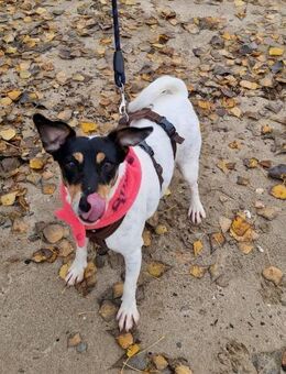 In Düsseldorf wartet Jack Russel Hündin! - Meinerzhagen