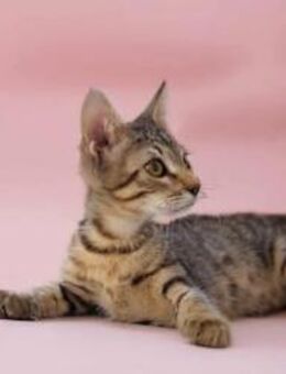 Sami, lebhaftes Tigerkaterchen, ca. 5 Mo - Vaterstetten