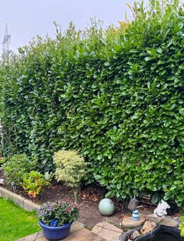 Kirschlorbeer Hecke 24 Pflanzen zu verschenken über 2m hoch - Schwerte (Hansestadt an der Ruhr) Zentrum