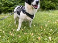 Tara auf drr suche nach ihren für immer Mänschen - Hattingen