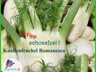 ♥ BIO Knollenfenchel Romanesco Samen Gemüse Tulpenstolz Foeniculum vulgare var. azoricum Garten Anis samenfest ,Bienenweide - Hamburg