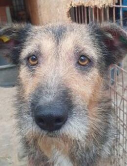 MARA-hübsche,zottelige Draht-haar-Hündin - Rösrath