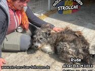 STROLCHI-lieber Kerl sucht seine -Susi- - Waakirchen
