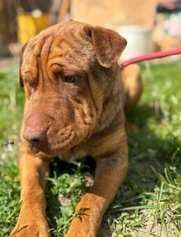 Bazsi, lieber Shar Pei Mischling - Remagen