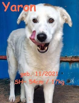 Yaron- Der weiße Prinz - Rinteln