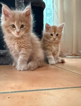 Wunderschöne Main Coon Kitten suchen ein Zuhause - Iserlohn