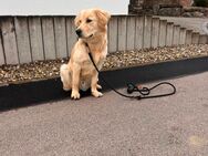 Golden Retriever/Labrador - Heubach