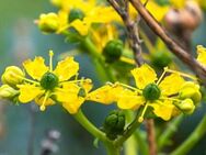 Samen der sehr seltenen, gefährdeten Wein-Raute (Ruta graveolens) Wildpflanzen Kräuter - Wangen