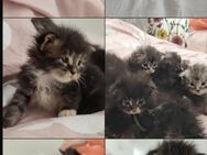 Maine Coon kitten - Dinkelsbühl