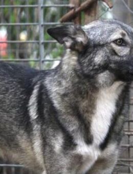 Aro ist wunderschön, offen und lieb! - Karben