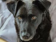 Unsere hübsche Lexi sucht ihre Familie - Kallmünz