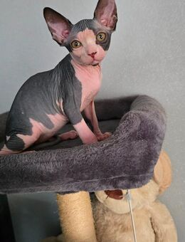 Zwei Kanadische Sphinx Jungen (abholbereit) - Helmstedt