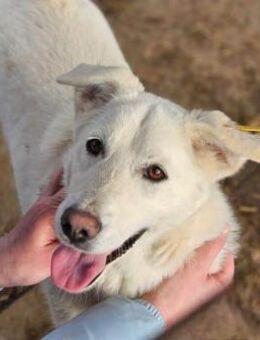 SCHNUCKI ~ ein echter Sonnenschein - Duisburg