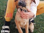 JILL ❤ sucht Zuhause oder Pflegestelle - Langenhagen