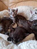 Fantastische Bengal Kitten, silver, smoke und melanistic in 67454