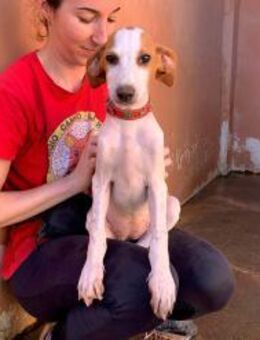 Fina auf Körbchensuche - Lenningen