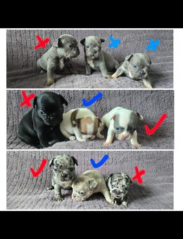 Französische bulldogge welpen - Kempten (Allgäu)