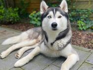 Gesunder motivierter Deckrüde (Husky) - Mutterstadt