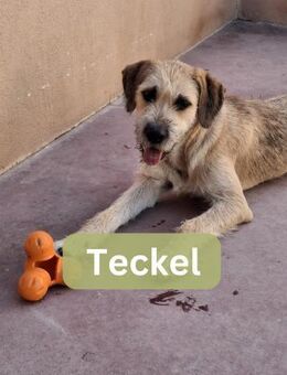 TECKEL, w., kastr., Mischling, ca. 55 cm - Sipplingen